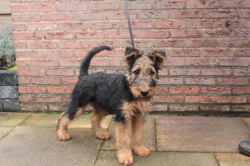Airedale terrier 4 months