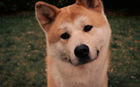 Akita Inu Japonés