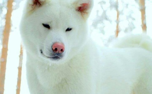 Akita Inu japonés blanco