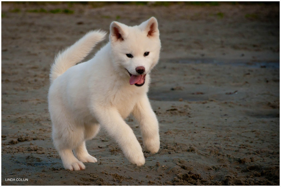 Cachorro de Akita japonés de color Blanco
