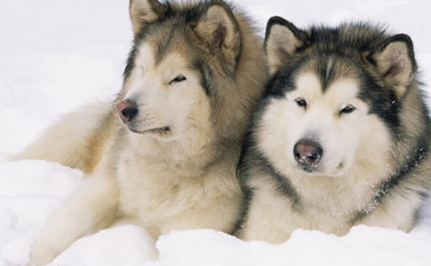 perro de la raza alaskan malamute