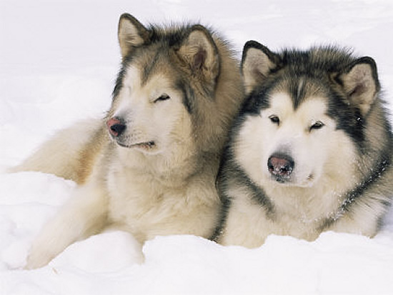 perro de la raza alaskan malamute