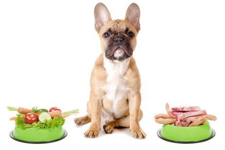 Alimentación equilibrada para perros