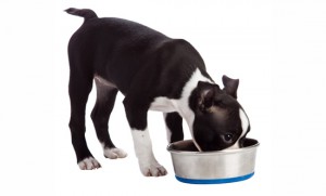Qué alimento para perros tiene más proteínas