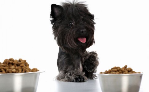 Alimentación rica en proteínas para perros