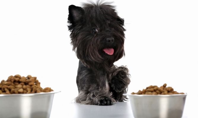 Alimentación rica en proteínas para perros