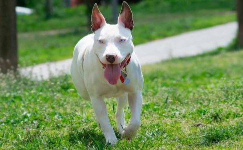 Mitos de los American pitbull terrier
