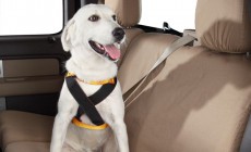 Arnés especial para perros para coche