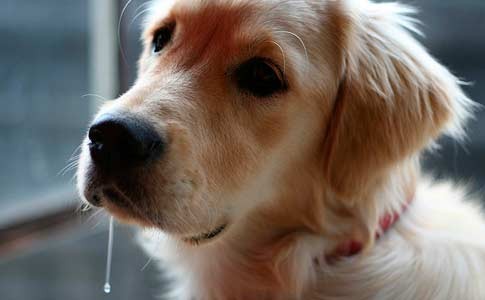 Exceso de saliva en perros