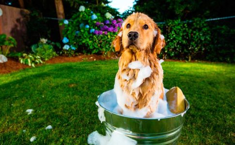 Consejos para bañar a un perro grande