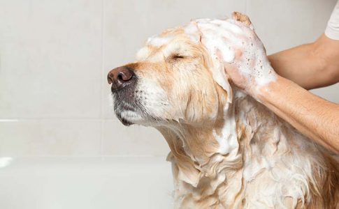 bañar al perro con shampoo humanos