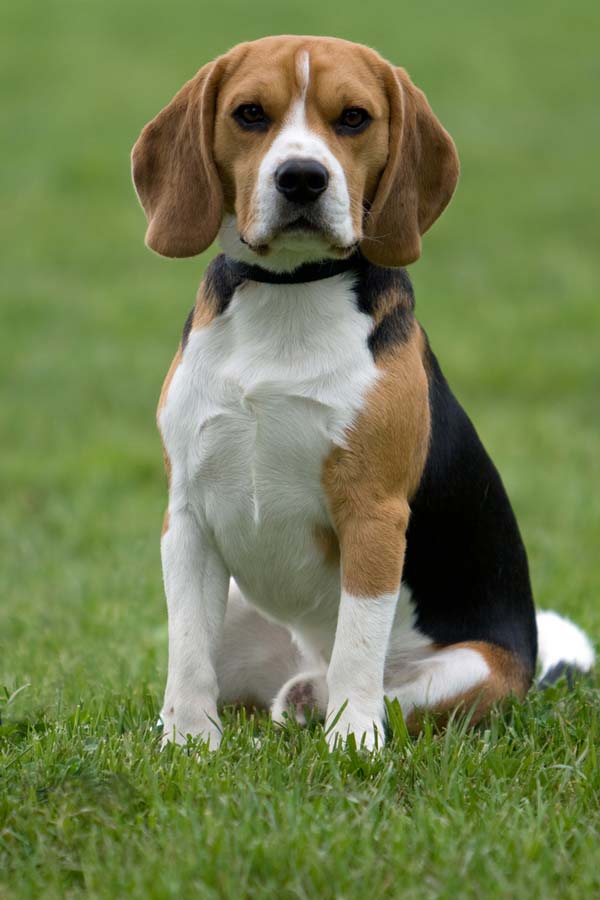 El beagle adulto