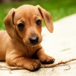 Cachorro marrón raza perro Dachshund