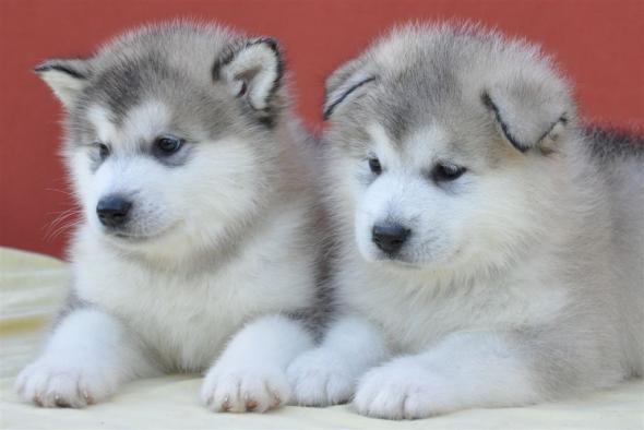 Cachorros blancos de la raza de perro malamute de Alaska