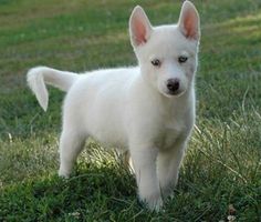 Bebé Husky Siberiano blanco
