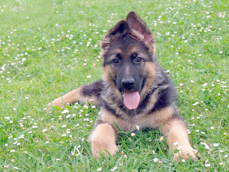 Pastor Alemán de 5 meses