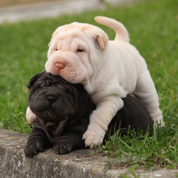 Perro cachorro de shar pei blanco