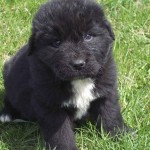 Cachorro de perro terranova de color negro