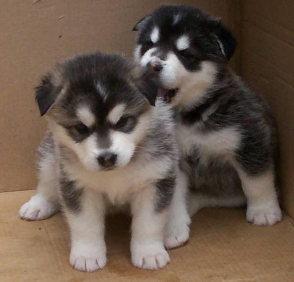 Cachorros de malamute de alaska de dos meses