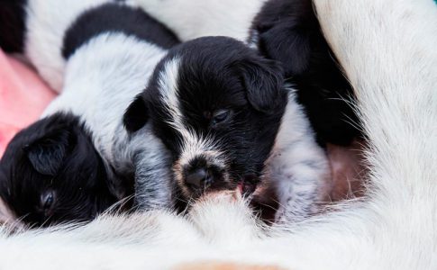 Por qué los cachorros nacen muertos en el parto