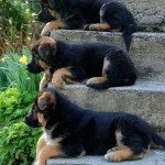 Cachorros de perros Pastor Alemán