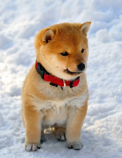 Cachorro de Shiba Ken en la nieve