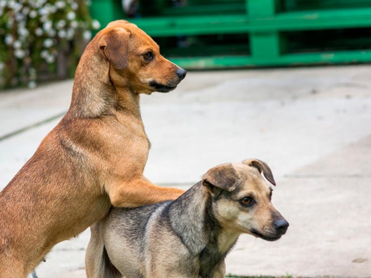 añadir menta riesgo Castrar a un perro dominante es bueno o malo? | Esterilización en perros