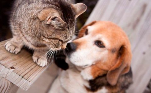 Síntomas del celo en perros y gatos