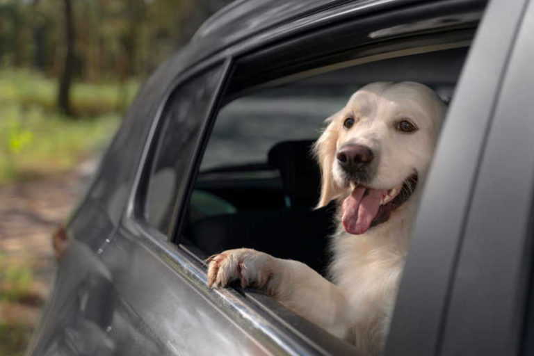 Ventajas y usos del cinturón de seguridad para mascotas