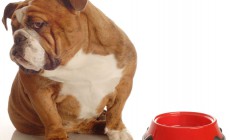 Dieta húmeda para perros alérgicos