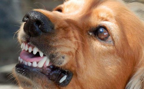 Consejos para adiestrar a un perro agresivo
