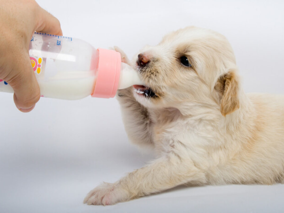 Можно кормить щенка молоком. Искусственное вскармливание щенков. Щенок пьет молоко. Искусственно выкармливаем щенков. Щенок пьет из бутылочки.