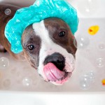 Baño para perros en casa