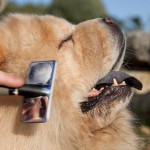 Técnicas de cepillado para perros de pelo largo