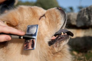 Técnicas de cepillado para perros de pelo largo