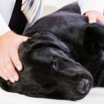 Artrosis en los perros ancianos