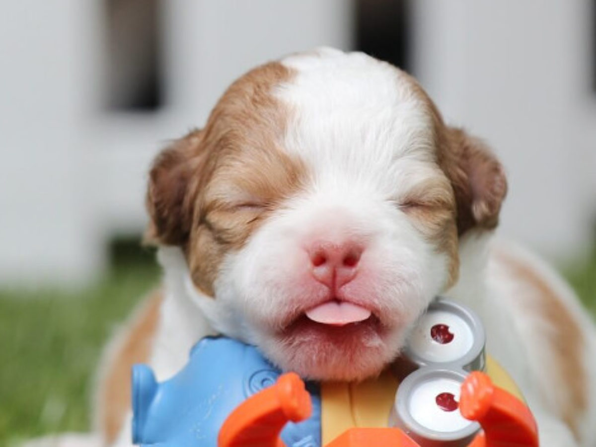 Cómo cuidar los cachorros recién nacidos? Cuidados para cachorros