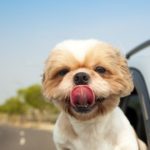 Consejos para adiestrar al perro para viajar en coche
