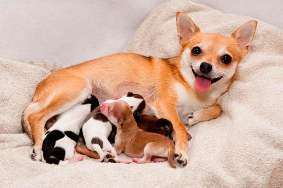 es el parto natural de perro? | Parto de perros