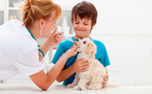 Cómo cuidar a un cachorro con fiebre