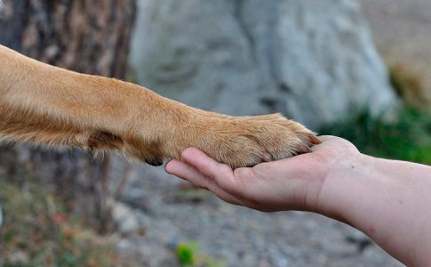 Cómo enseñar a un perro a dar la pata