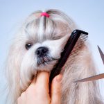 Cortar el pelo a mi perro con tijeras