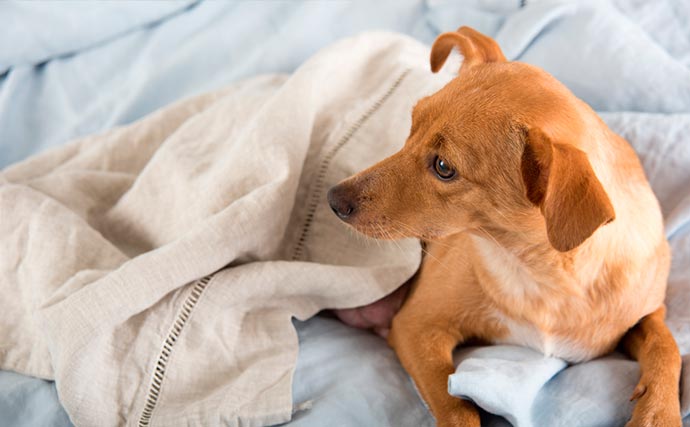 Scully Necesito Masaccio Los síntomas más comunes del embarazo canino | El embarazo canino