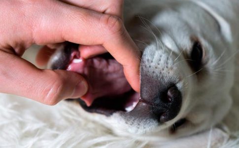 Cómo averiguar si tu perro tiene parásitos