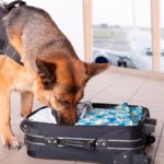 Adiestramiento de perros detectores de drogas