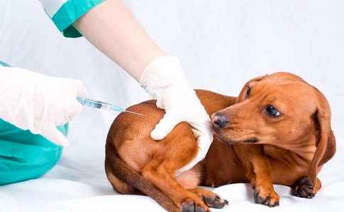 Consejos para vacunar a un perro