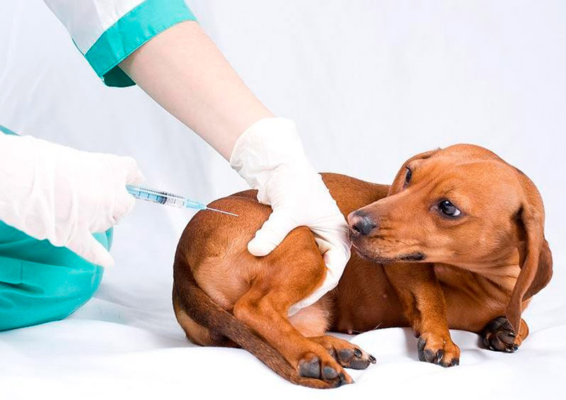 contaminación rosario Destello Cómo se debe vacunar a un perro? | Vacunas para perros | Vacunación