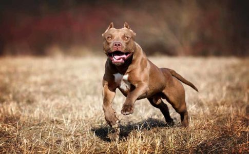 Mitos del American pitbull terrier