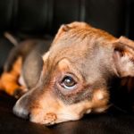 Incumplimiento del contrato de adopción del can
