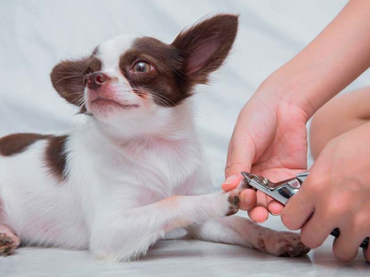 Cómo Cortar las Uñas al Perro en Casa  Consejos para hacerlo de Forma  Segura  Mascota y Salud